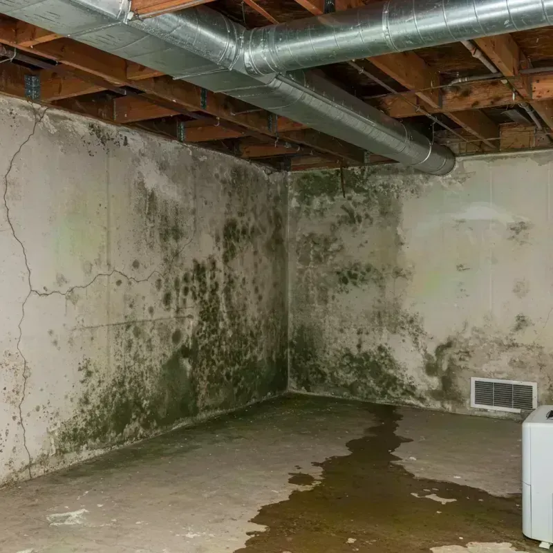 Professional Mold Removal in Monticello, UT